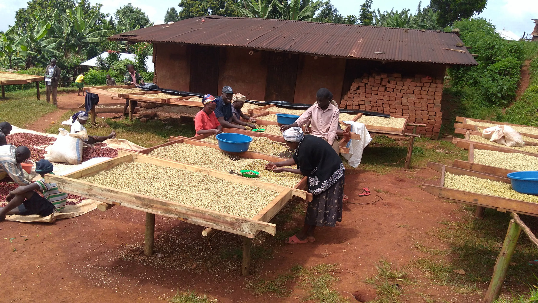 Grain de café en cours de séchage sur lit africain
