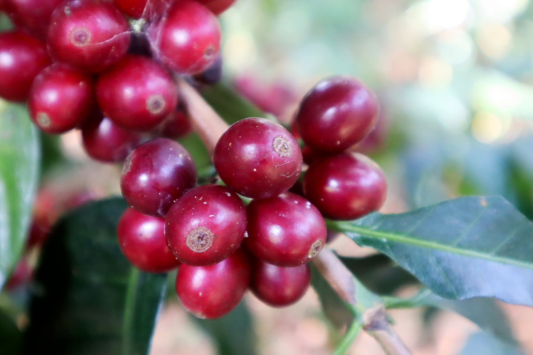 Cerise de café