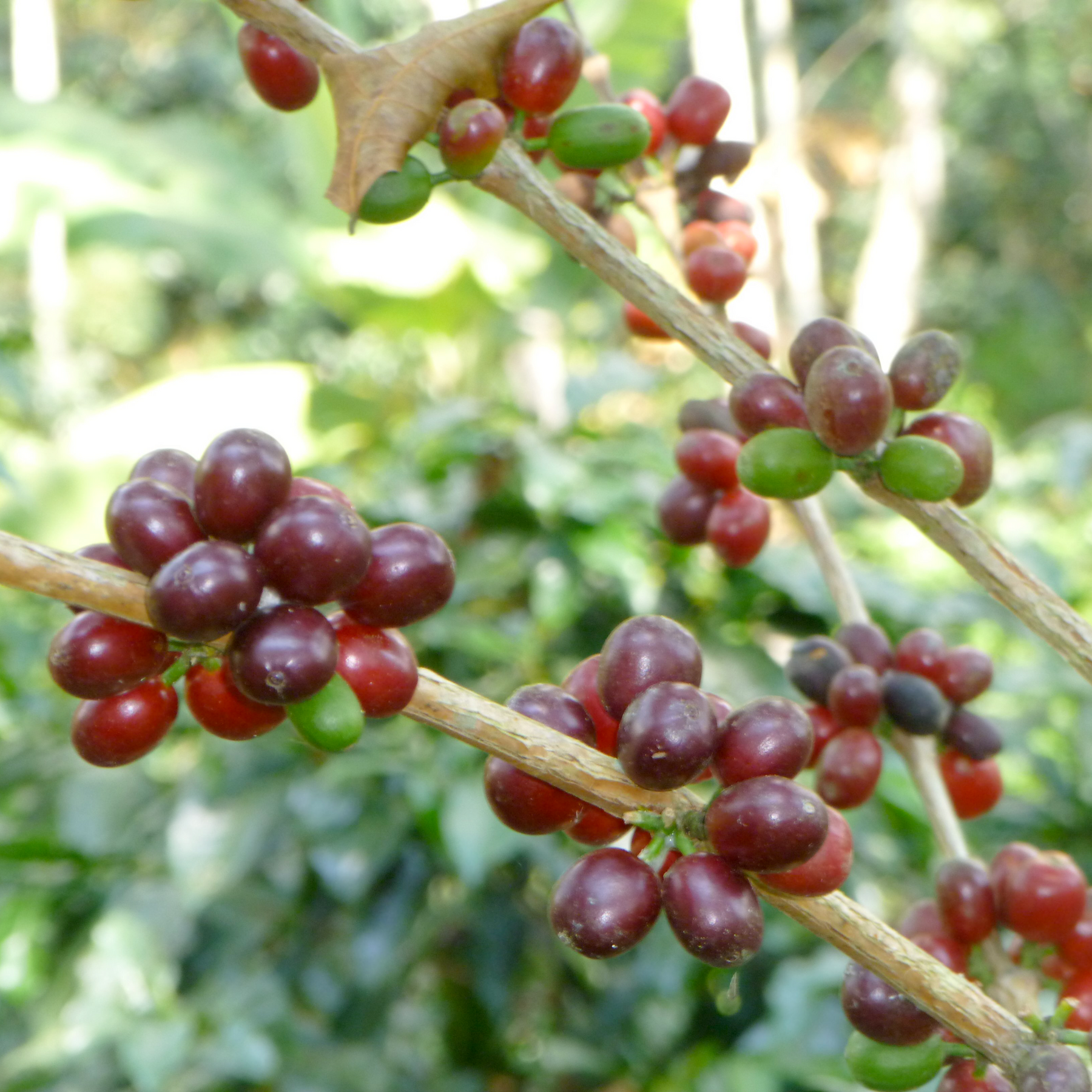 Cerise de café sur son arbre