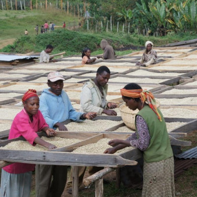 Grain de café en cours de séchage sur lit africain